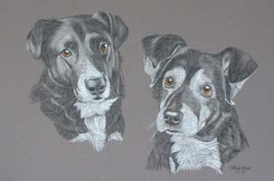 collies Sam and Susie