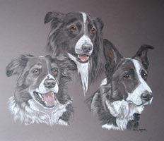 portrait of three collie - Sooty Corrie and Muffin