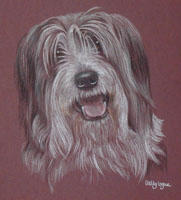 Bearded Collie Cross - Max