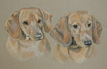 Dachshunds