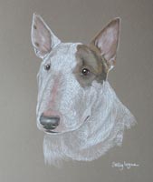 english bull terrier - Oliver