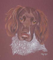 english springer - Holly