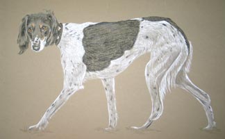 saluki portrait - Bella