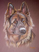 german shepherd dog -  Jack