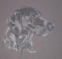 german shorthaired pointer - jerro