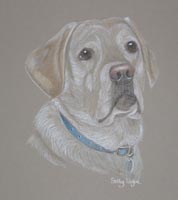 yellow labrador _ elvis