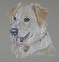 golden retriever _ trudy
