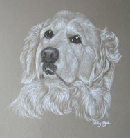 golden retriever - portrait of Honey