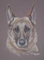 greman shepherd dog - Ishka