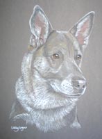 blue german shepherd - Blue