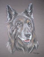 portrait of Kruger - german shepherd dog