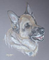 german shepherd dog - portrait of Dennis