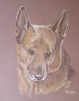 portrait of Fletch - German Shepherd  Cross