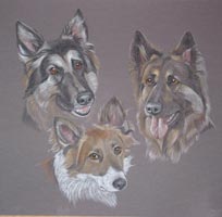 german shepherds and collie cross - Jade, Shearer and Jack