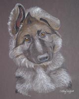 german shepherd dog pup - Kuno