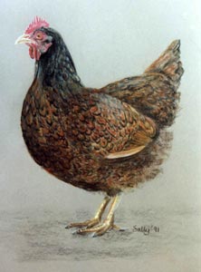 bird  portrait - hen picture of Sally
