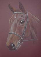 liver chestnut gelding portrait - Ben