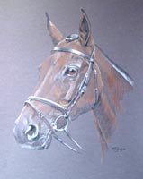 horse portrait - Billy