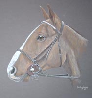 horse portrait - Clyde