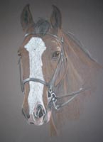 horse portrait - Freddie