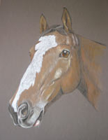 horse portrait - Marty