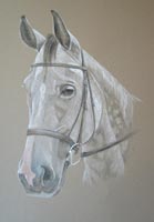 horse portrait - Piccolo