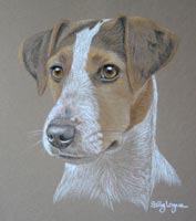 jack russel portrait - Binsey