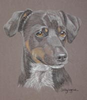 jack russell portrait of Bud