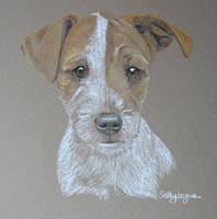 jack russell pup portrait - Diasy