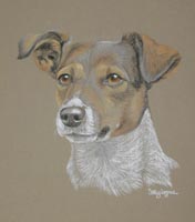 Jack Russel - Kim