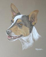 jack russell portrait - Milo