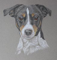 Jack Russell - Scamp