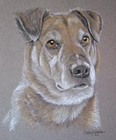 cross breed - portrait of Indy