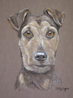 Lakeland Terrier - Brandy