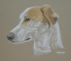 lurcher portrait - Fly