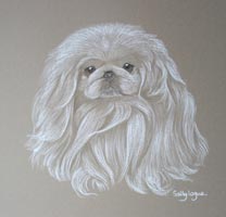 pekingese portrait - Freddie