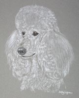 standard poodle - portrait of Prince Lorac