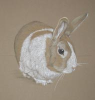 dutch rabbit - portrait of Ginger