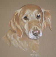 retriever portrait - shelly