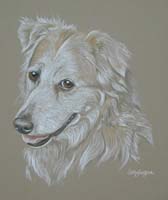 retriever cross - Lasssie