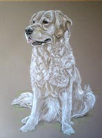 golden retriever - jasmine