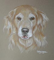 retriever portrait - Steamer