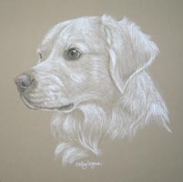 toby - retriever portrait