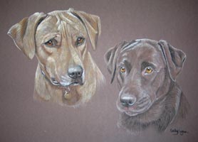 zimbe and Shaan - Ridgeback and chocolate lab