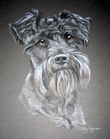 miniature schnauzer - Harvey