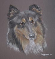 sheltie - Freddy