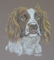 Springer Spaniel - Chester