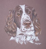 springer spaniel - Rodney