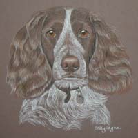 springer_spaniel_abigail