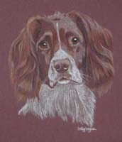 springer spaniel - billie